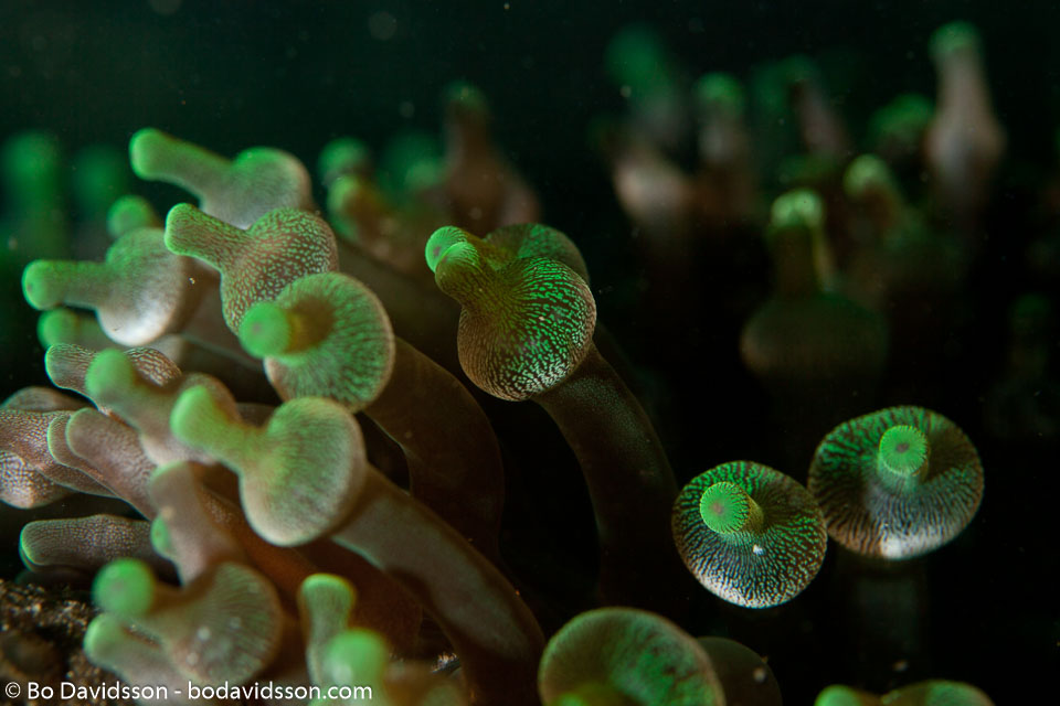 BD-110319-Puerto-Galera-4025-Entacmaea-quadricolor-(Leuckart-in-Rüppell---Leuckart.-1828)-[Bubble-tip-anemone].jpg